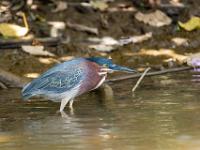 Grünreiher im Wasser nahe dem Ufer am Rio Frio